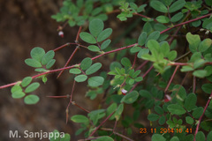 Indigofera glabra